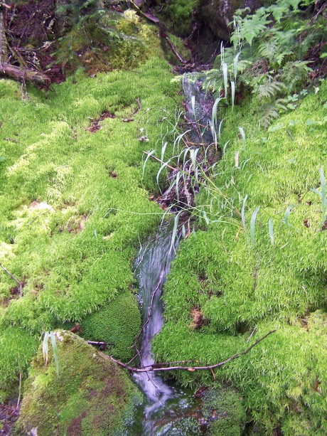 Mossy rill on the Link trail