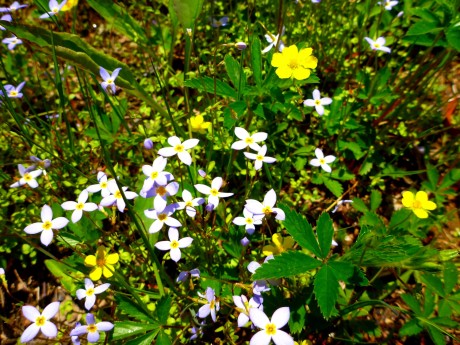 Blue and yellow (bluets and cinquefoil).