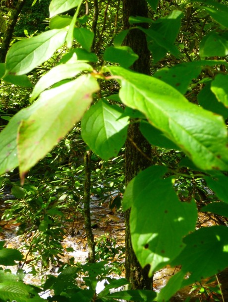 Leaves of stewartia.