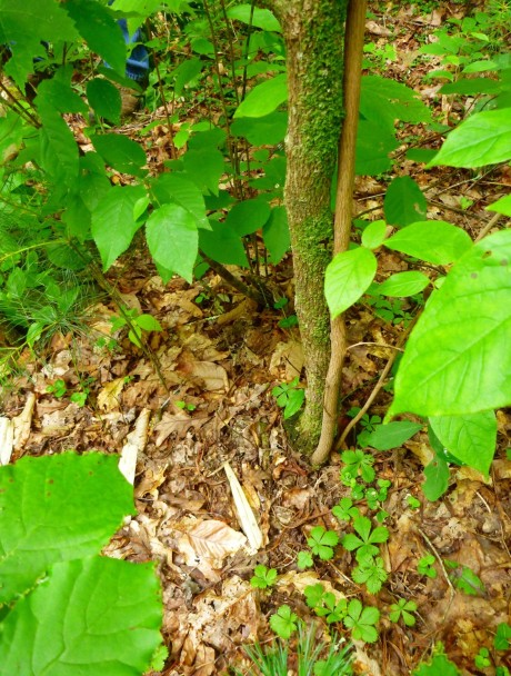 Old and new stem growing from same root.