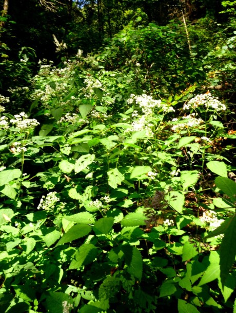 Snakeroot growing to side of draw.