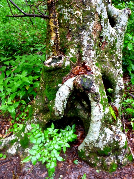 Gnarly tree trunk.