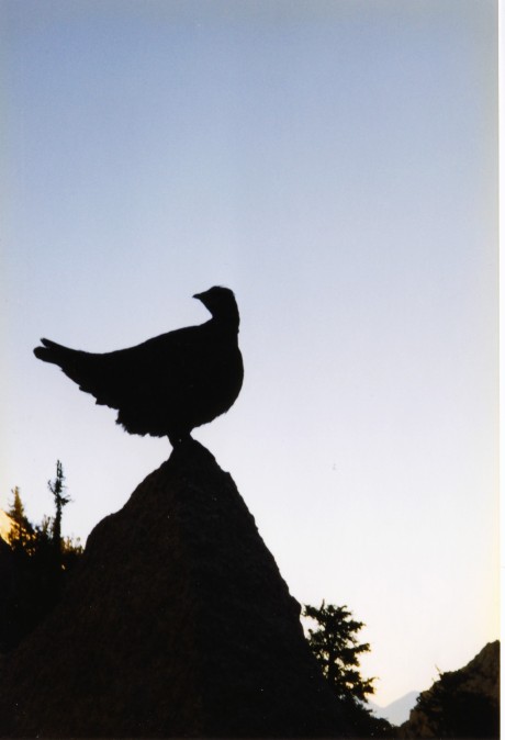 A grouse stood on a rock to greet the dawn.