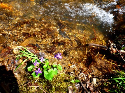 Violets next to a very small stream.