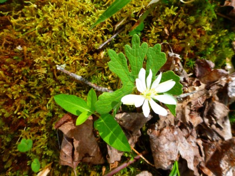 Ah! Another one I really wanted to see! A bloodroot.